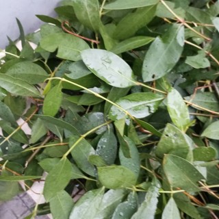 1kg lá bần tươi