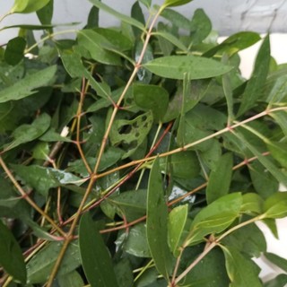 1kg Lá Bần Tươi (lá Bần sẻ, lá Bần chua tươi)