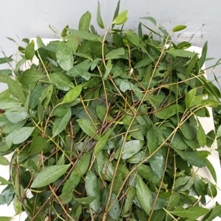 1kg Lá Bần Tươi (lá Bần sẻ, lá Bần chua tươi)
