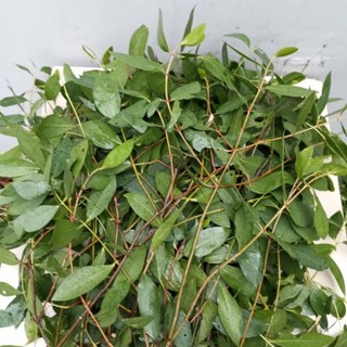1kg Lá Bần Tươi (lá Bần sẻ, lá Bần chua tươi)