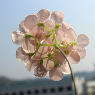 1 HỘP HOA SÁP TÚ CẦU