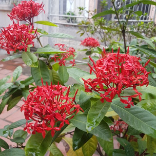 Cây giống hoa mẫu đơn ta bông to
