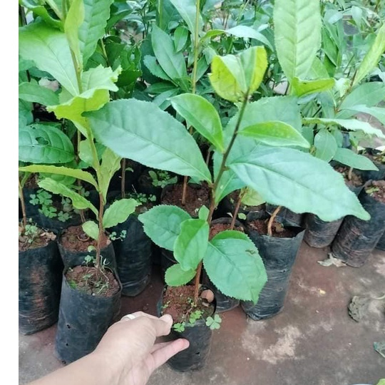 Cây chè Thái Nguyên giống