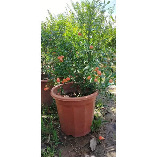 Cây lựu lùn Ấn Độ giống