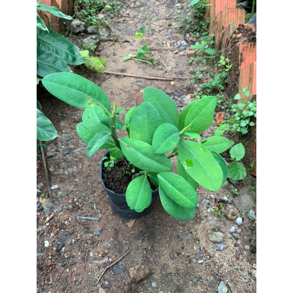 Thạch Anh/ Công Đức - Trang Flowers