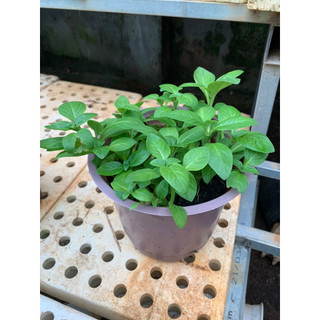 [Cây gia vị] - rau Quế Vị Xá Xị Limnophila rugosa - Trang Flowers
