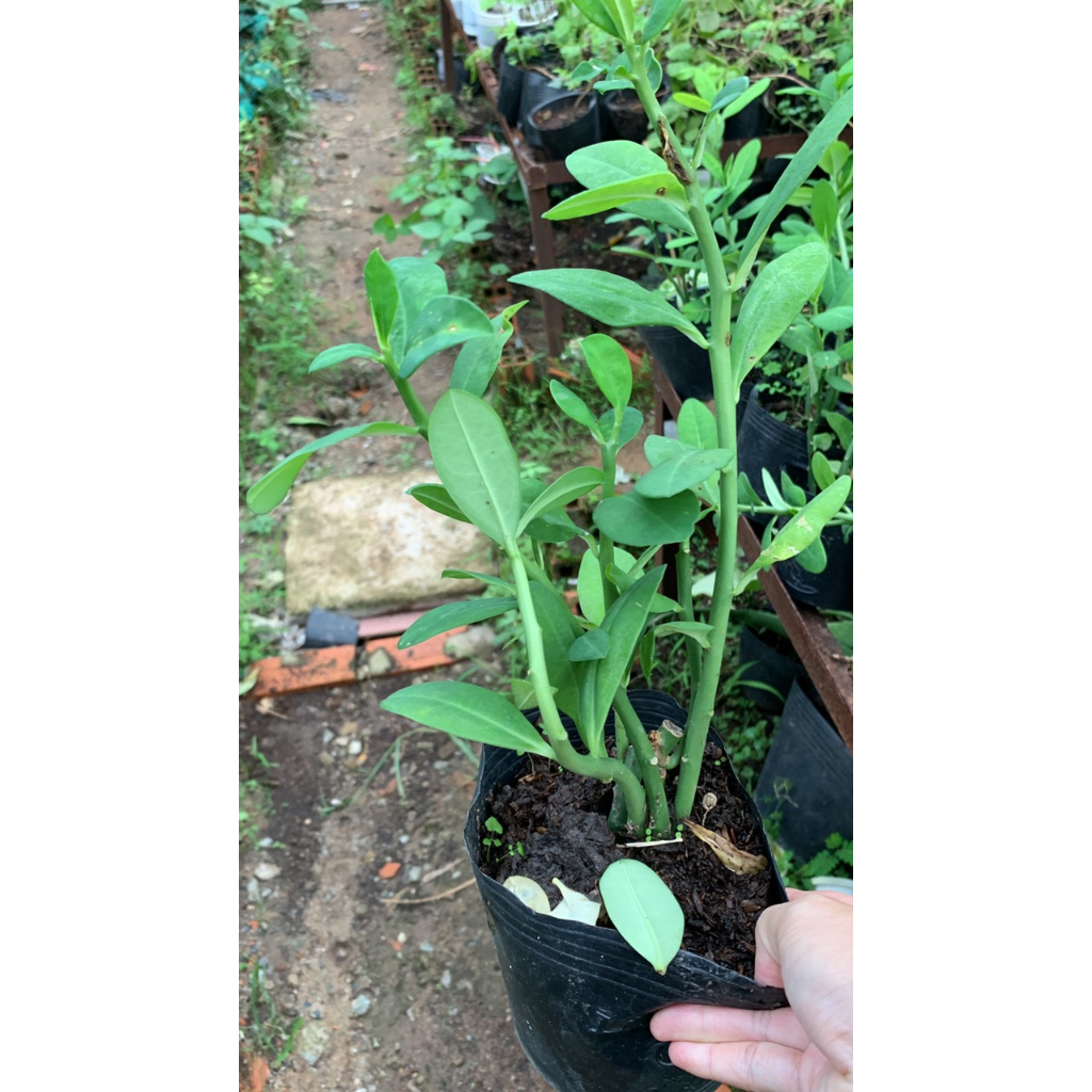 Thạch Anh/ Công Đức - Trang Flowers