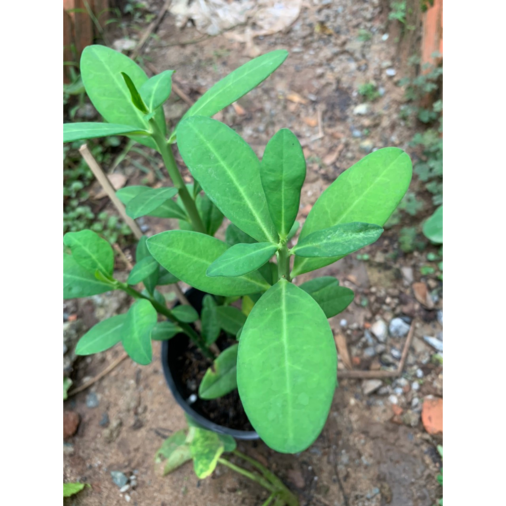 Thạch Anh/ Công Đức - Trang Flowers