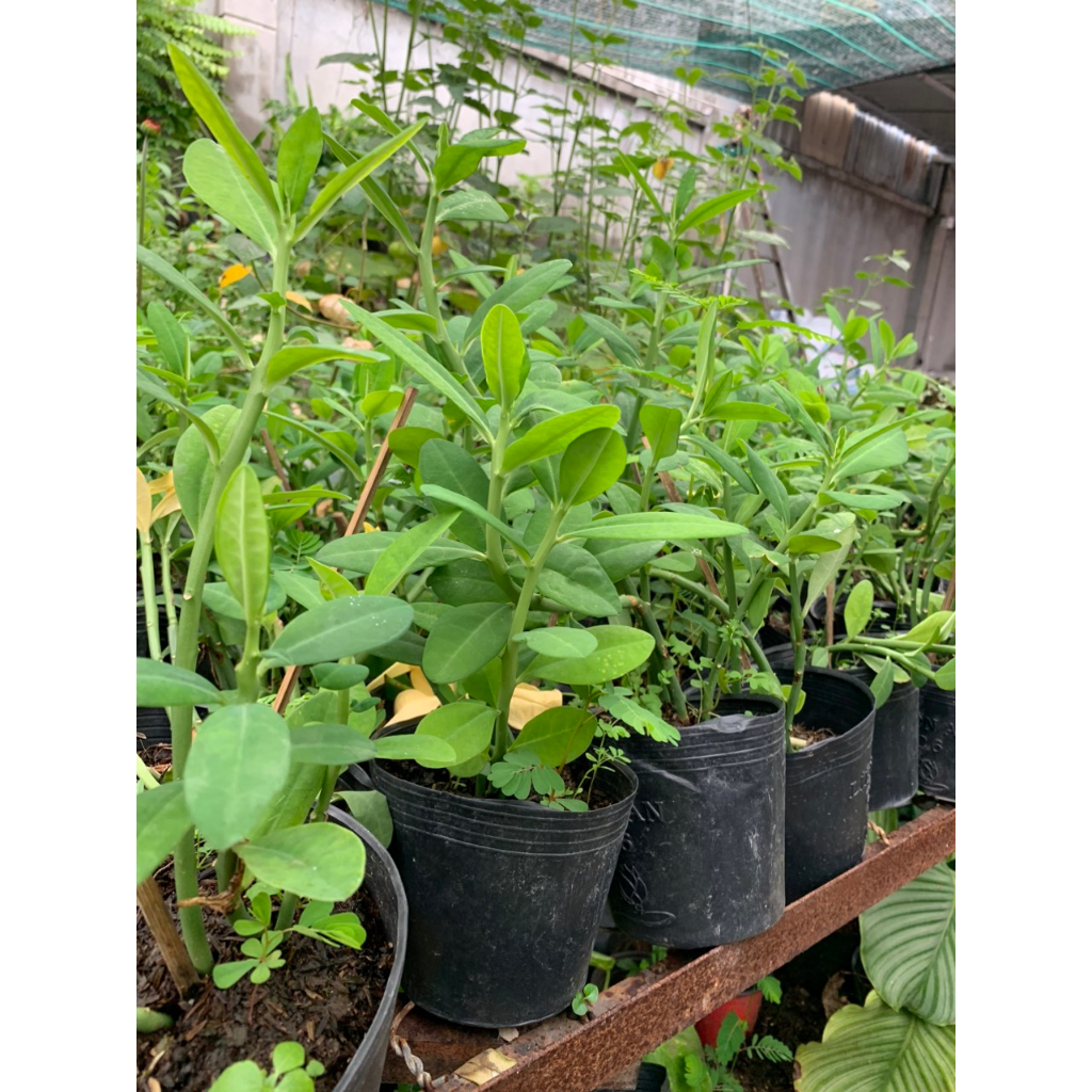 Thạch Anh/ Công Đức - Trang Flowers