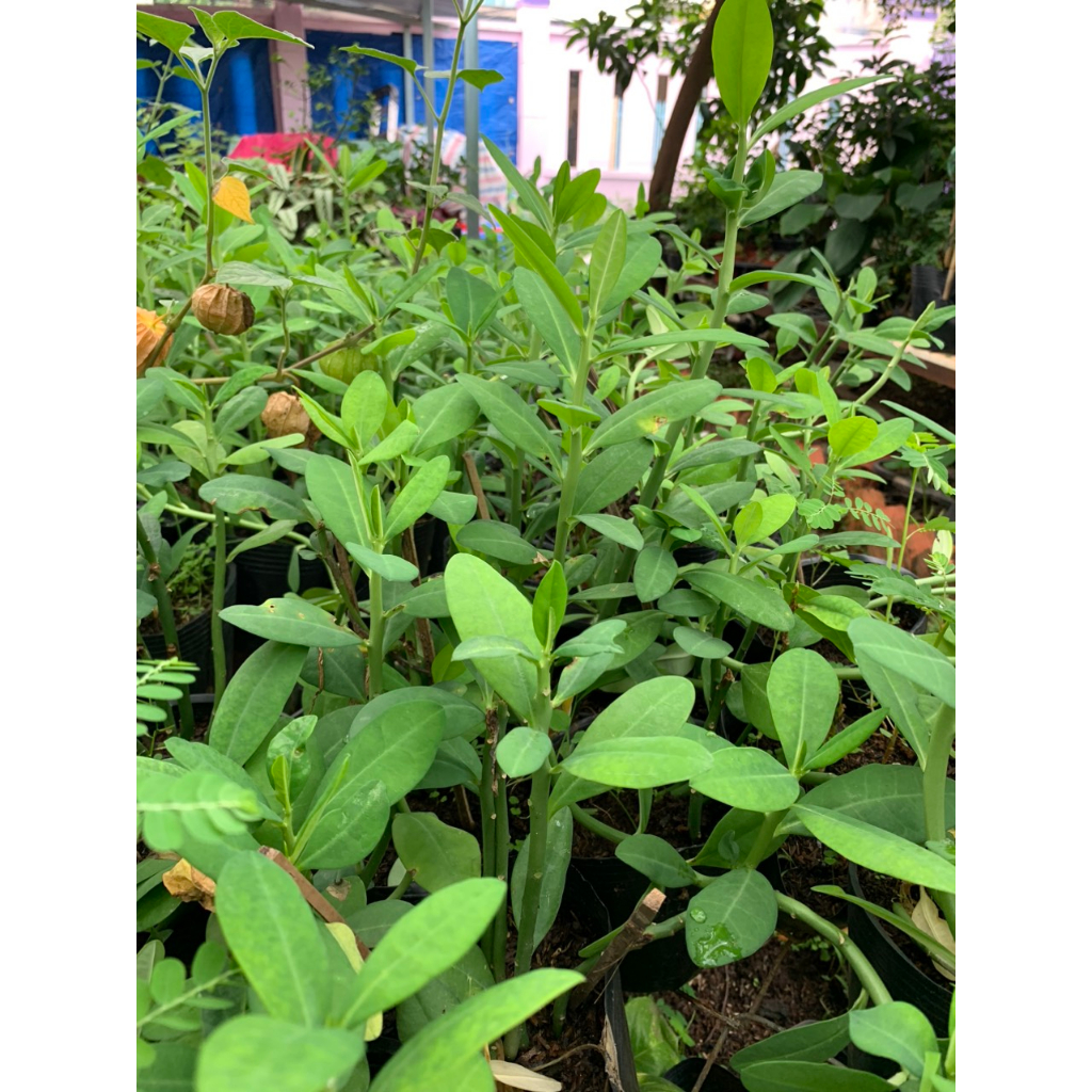 Thạch Anh/ Công Đức - Trang Flowers