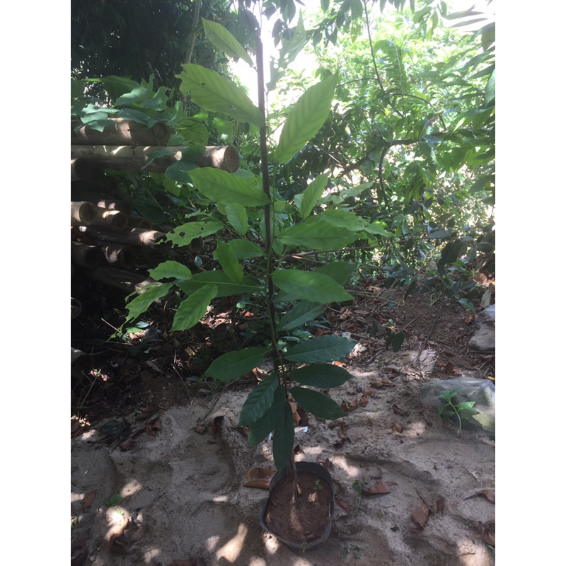 Cây hoa dẻ thơm cao 70-80cm