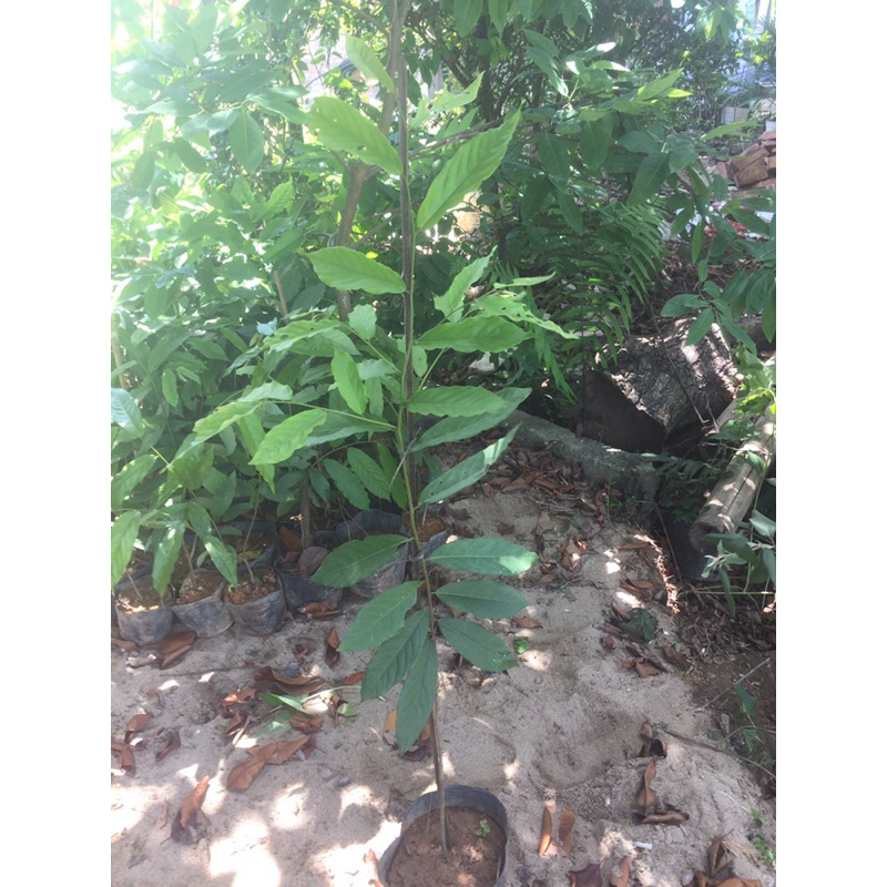 Cây hoa dẻ thơm cao 70-80cm