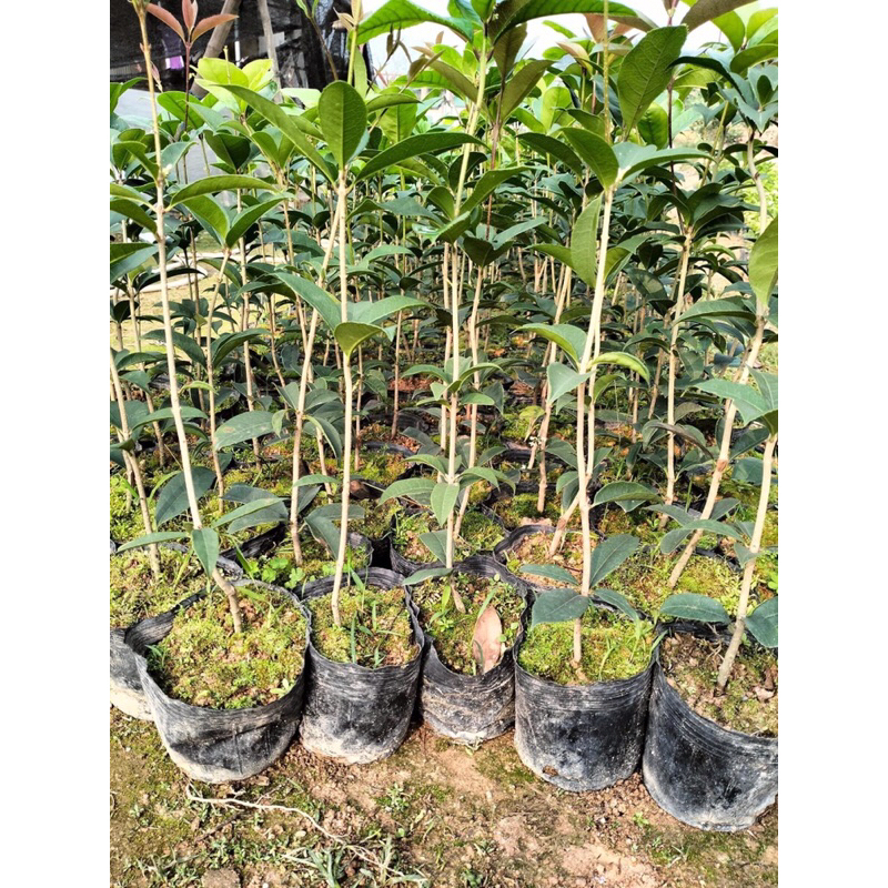 Cây mộc hương ta cao 60cm