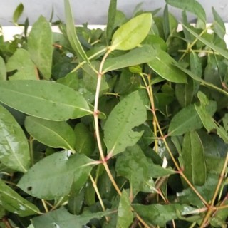 1kg Lá Bần Tươi (lá Bần sẻ, lá Bần chua tươi)