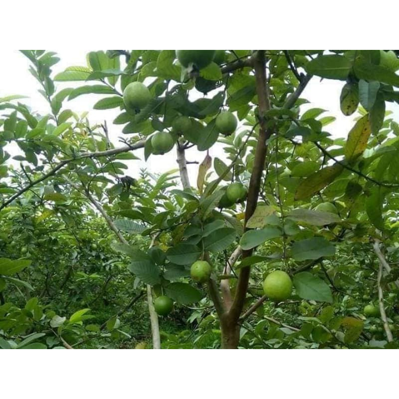 Giống cây ỔI TỨ QUÝ