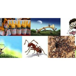 Lọ diệt gián, kiến nhanh hiệu quả