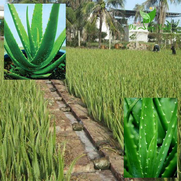 Cây Nha Đam Mỹ trưởng thành