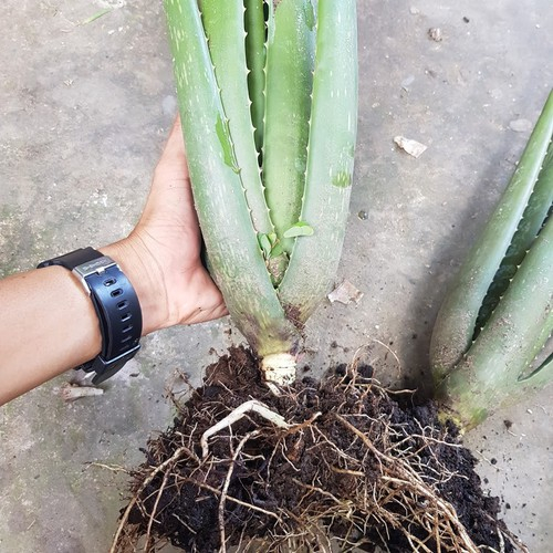 Cây Nha Đam Mỹ trưởng thành