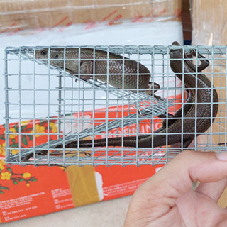 Combo 10 Lồng bẫy rắn mối lưới 5ly sử dụng mồi dế