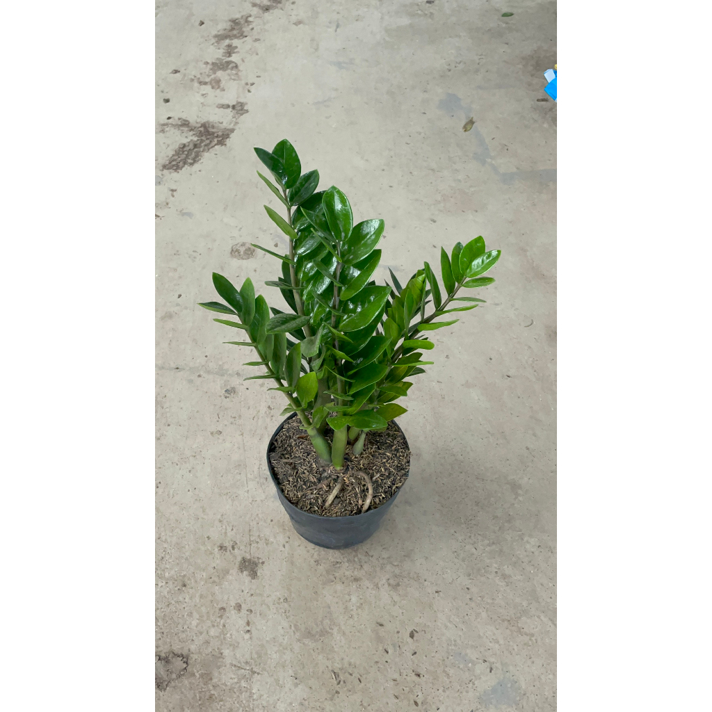Cây kim tiền tài lộc cao 40-50cm lá dày đẹp bụi to thân chắc khỏe@