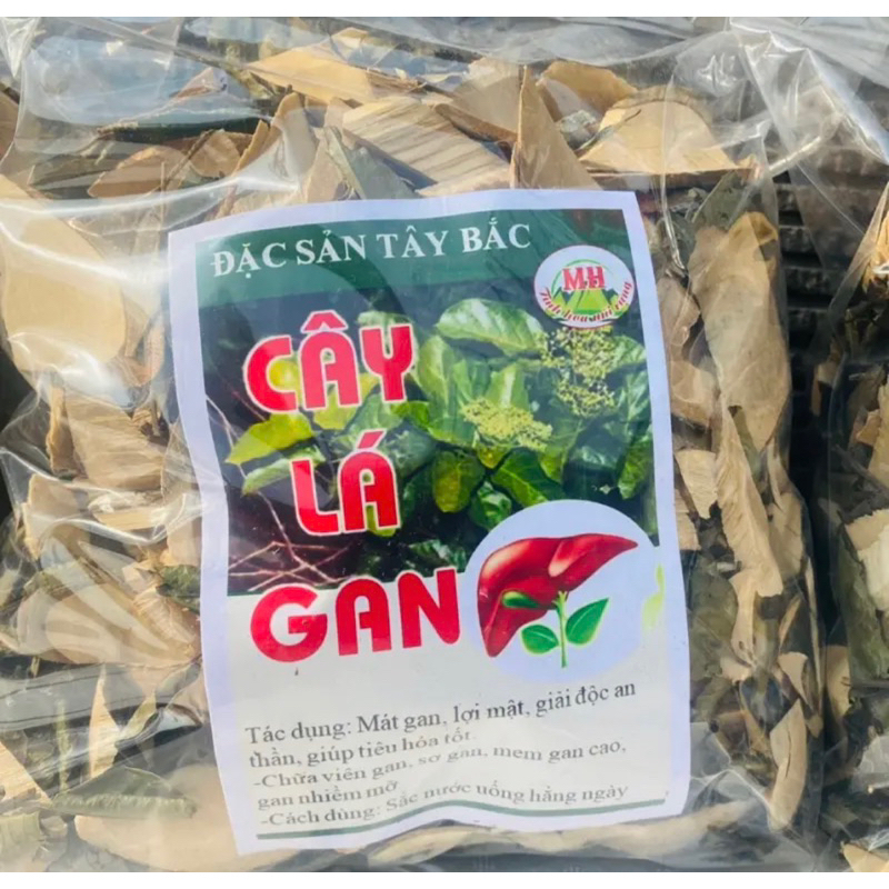 Thảo Dược Lá Mát Gan Của Người Dân Tây Bắc ( Tây Bắc 99 )