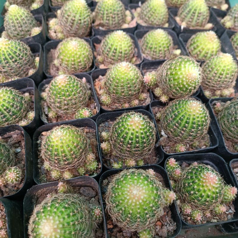 Sale+ Xương Rồng Lobi Hoa Vàng.