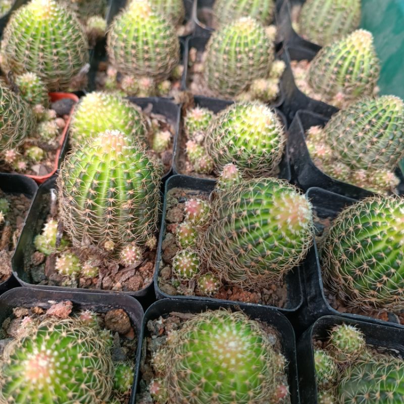 Sale+ Xương Rồng Lobi Hoa Vàng.
