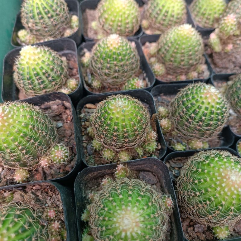 Sale+ Xương Rồng Lobi Hoa Vàng.
