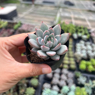 Cây sen đá mận tím size bầu 4-4,5cm, cây cảnh trang trí nhà cửa thuanphat garden