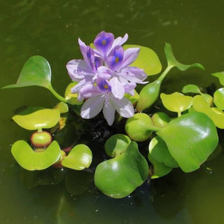 1 cây bèo lục bình