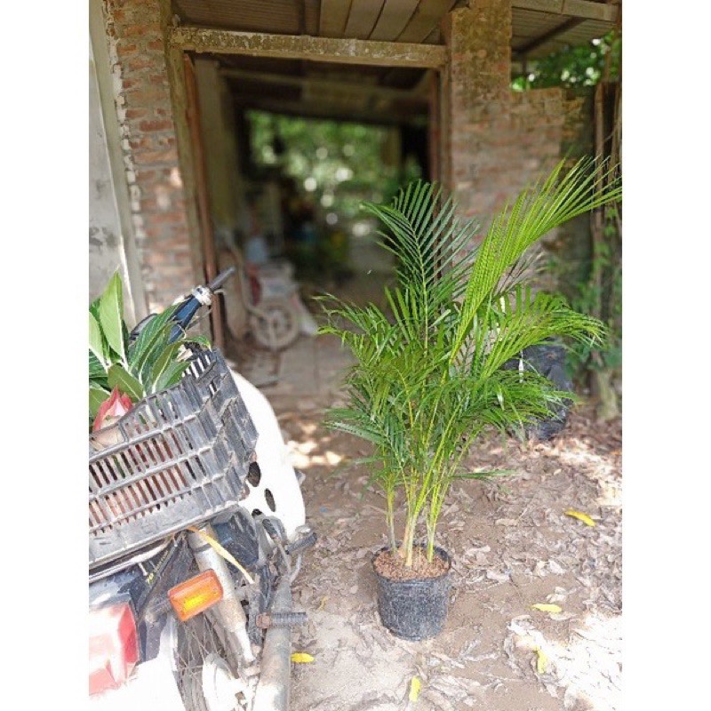 cây cau cảnh cao 90-m2