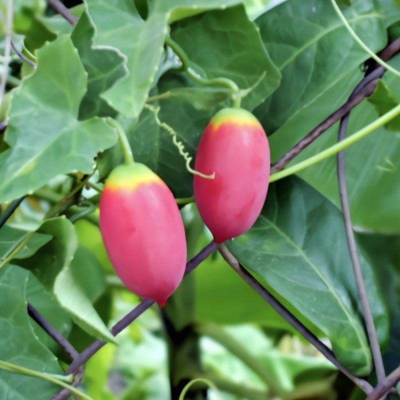 Hạt giống cây bình bát dây