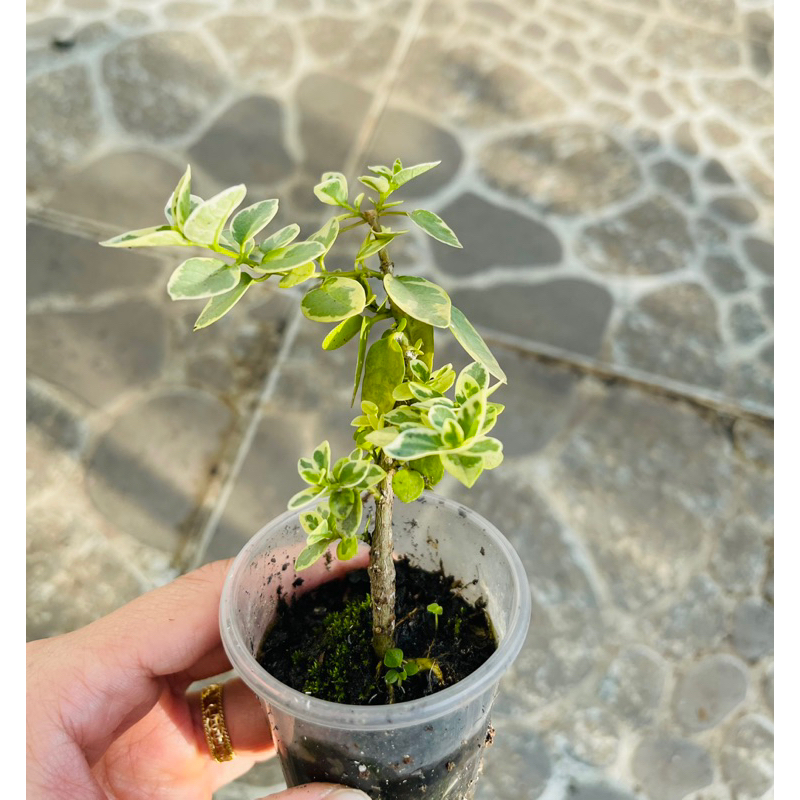 Sam hương cẩm thạch mini 35k