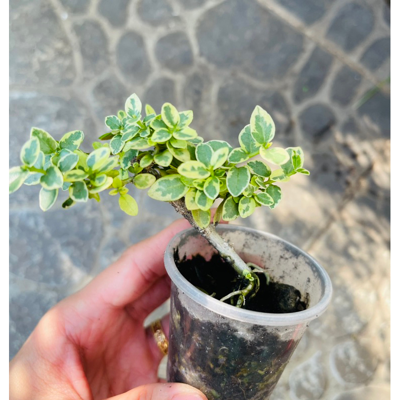 Sam hương cẩm thạch mini 35k