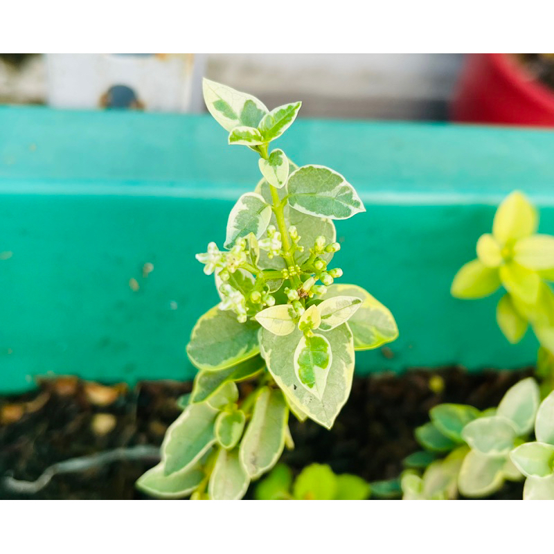 Sam hương cẩm thạch mini 35k