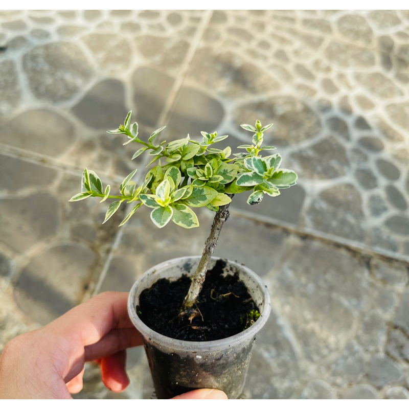 Sam hương cẩm thạch mini 35k