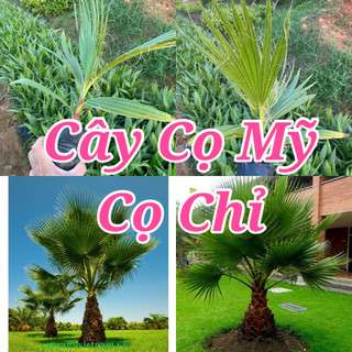 Cây giống cây cọ mỹ , cọ chỉ