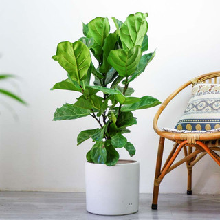 Cây bàng singapore nhiều nhánh cao 70-80cm (Cây Nội Thất Hot hiện nay)