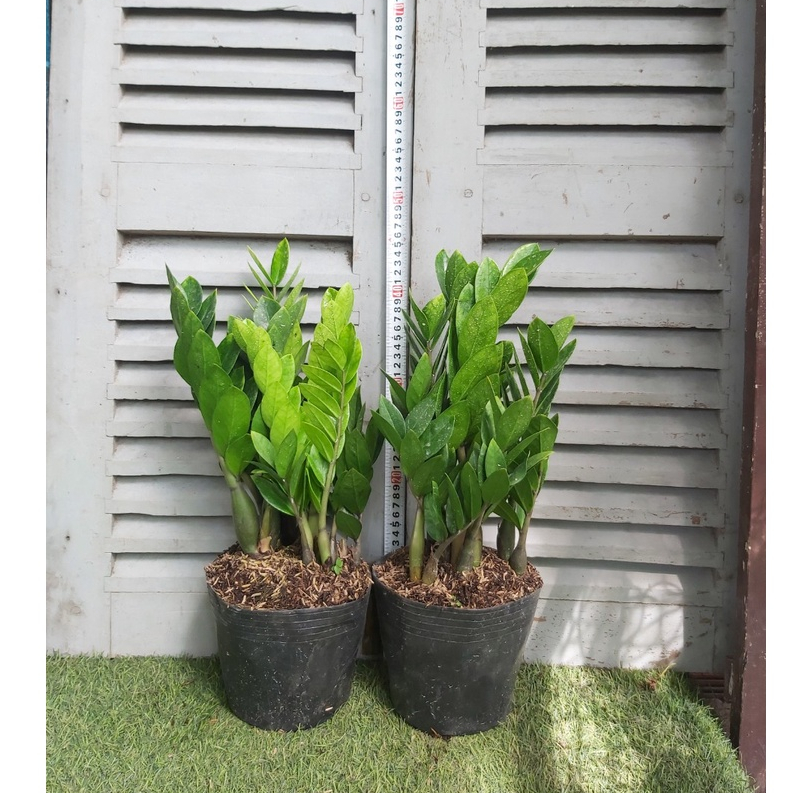 Cây kim tiền , cây kim phát tài