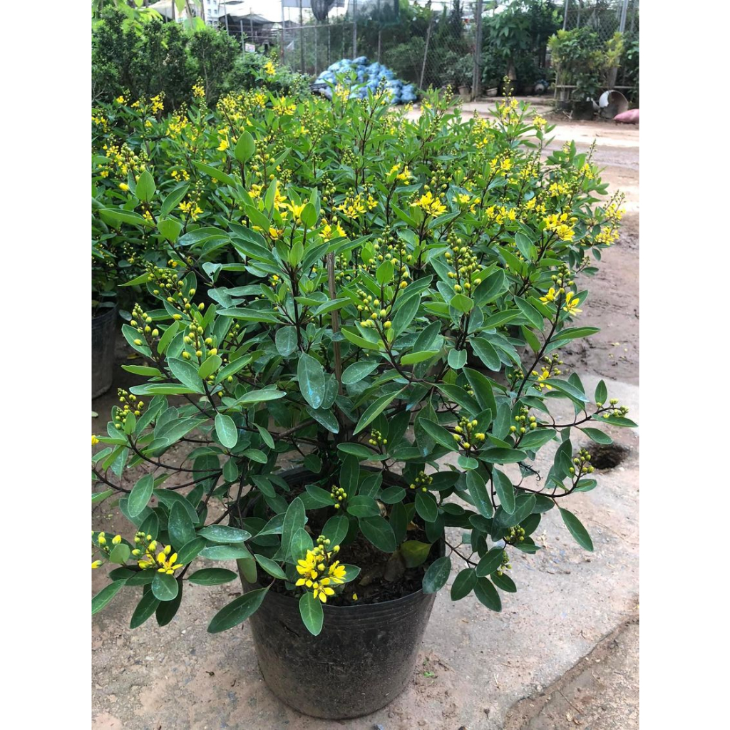 Cây Kim Đồng Vàng cao 60 - 80cm sai hoa trưởng thành | Lỗi 1 đổi 1, Cây ra hoa quanh năm, trang trí sân vườn, ban công (