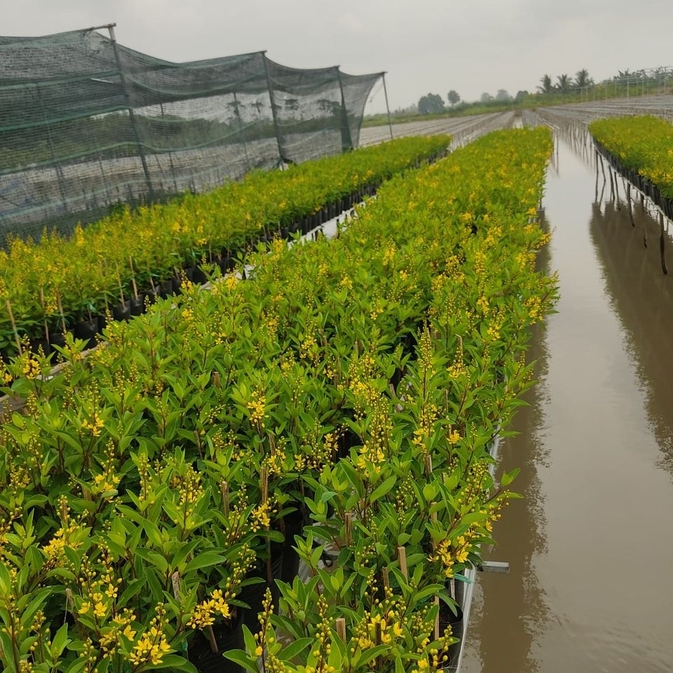 Cây Kim Đồng Vàng cao 60 - 80cm sai hoa trưởng thành | Lỗi 1 đổi 1, Cây ra hoa quanh năm, trang trí sân vườn, ban công (