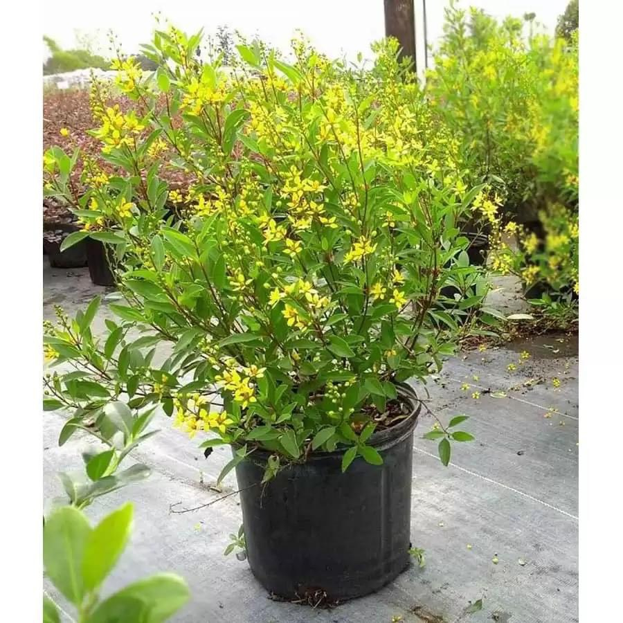 Cây Kim Đồng Vàng cao 60 - 80cm sai hoa trưởng thành | Lỗi 1 đổi 1, Cây ra hoa quanh năm, trang trí sân vườn, ban công (