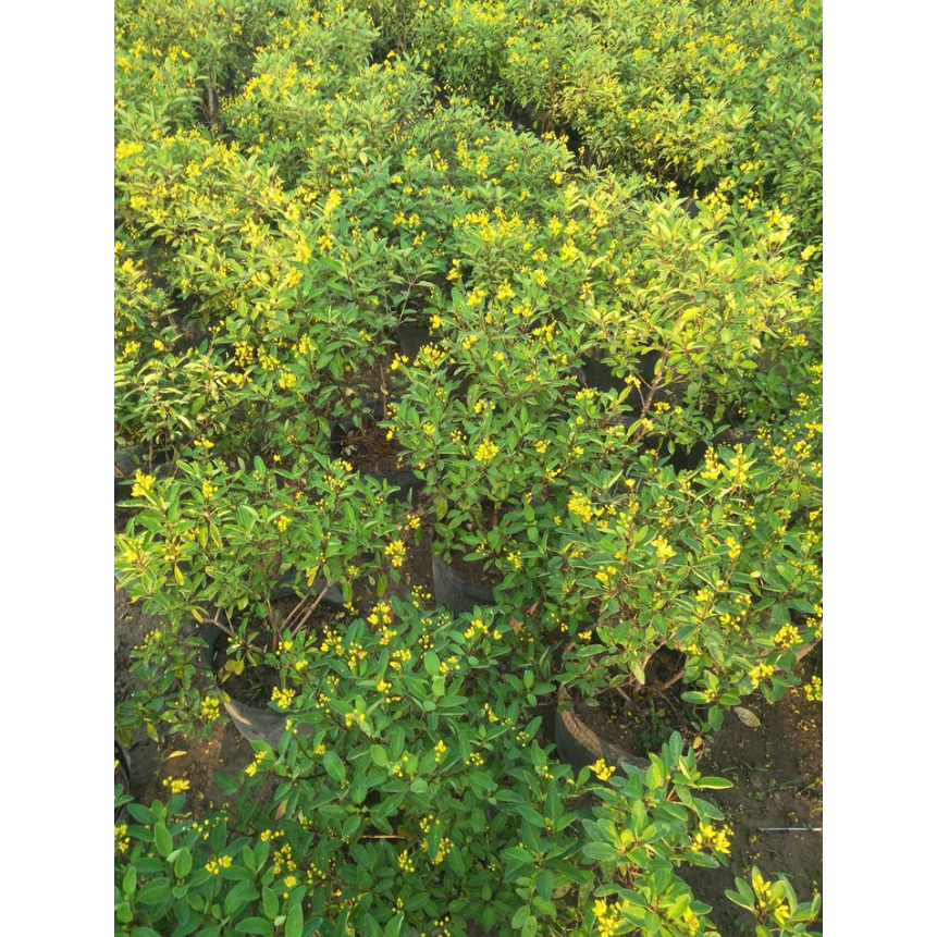 Cây Kim Đồng Vàng cao 60 - 80cm sai hoa trưởng thành | Lỗi 1 đổi 1, Cây ra hoa quanh năm, trang trí sân vườn, ban công (