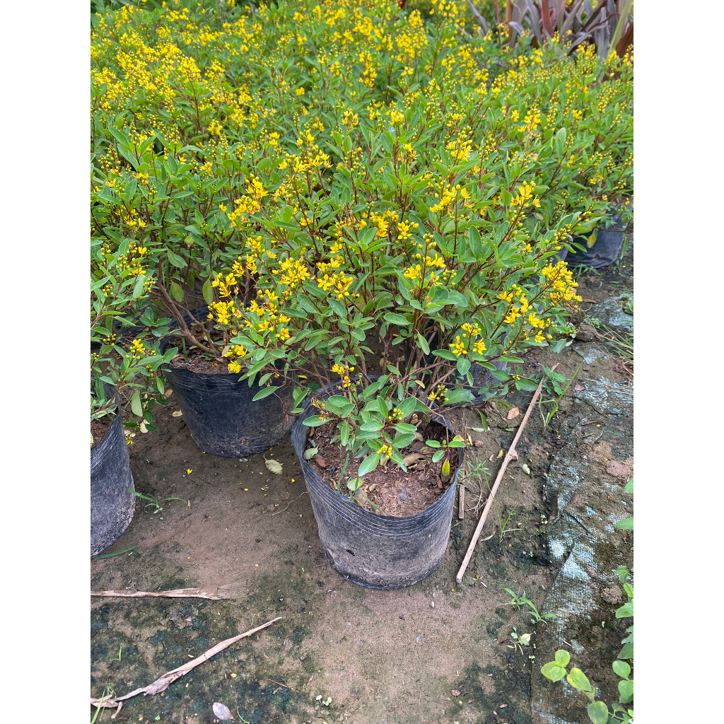 Cây Kim Đồng Vàng cao 60 - 80cm sai hoa trưởng thành | Lỗi 1 đổi 1, Cây ra hoa quanh năm, trang trí sân vườn, ban công (