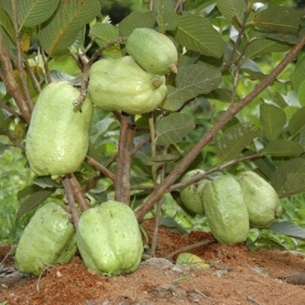 ỔI KHÔNG HẠT GIỐNG