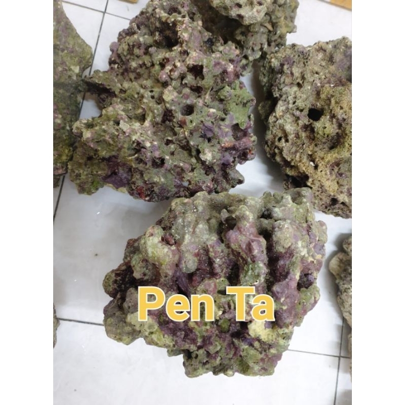 Đá sống cho hồ Cá Biển Khi mua từ 3kg được tặng RÊU