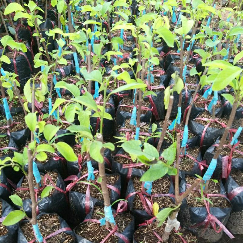 CÂY GIỐNG MÃN CẦU NA THÁI