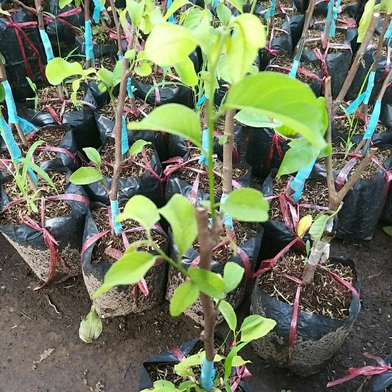 CÂY GIỐNG MÃN CẦU NA THÁI