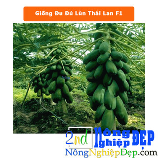 Hạt giống đu đủ lùn thái lan