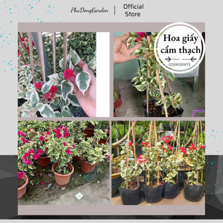 Hoa Giấy Cẩm Thạch trưởng thành cao 60cm, dễ chăm sóc và ra hoa quanh năm !